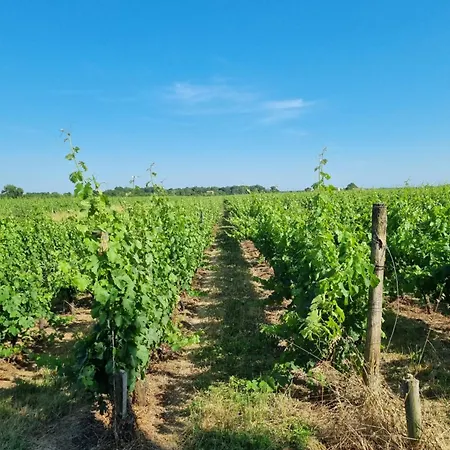 Au Coeur Des Vignes Chateau Sainte Barbe