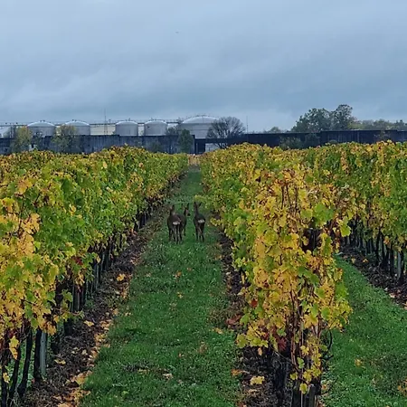 Au Coeur Des Vignes Chateau Sainte Barbe Holiday home *